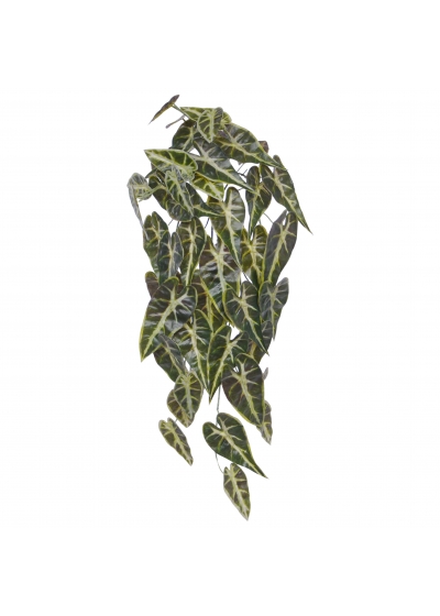 Alocasia Appendiabiti Frydek 60cm