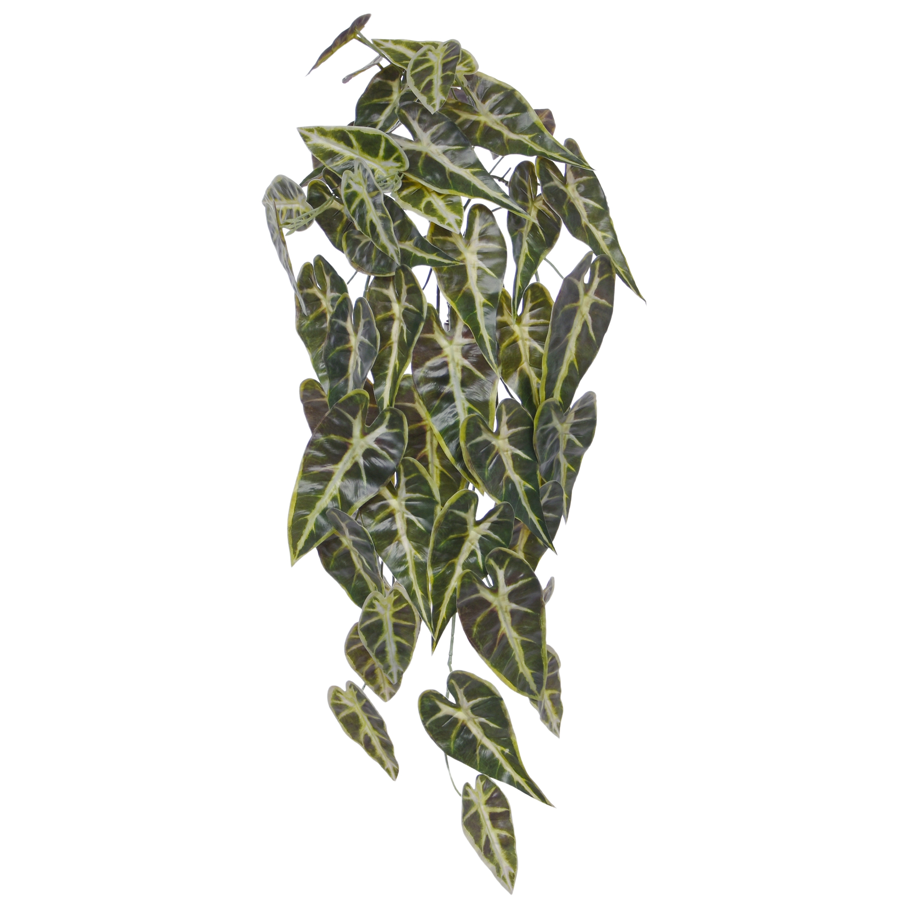 Alocasia Appendiabiti Frydek 60cm