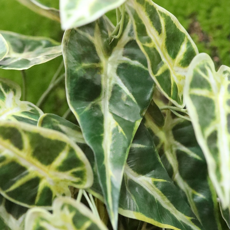 Alocasia Appendiabiti Frydek 60cm