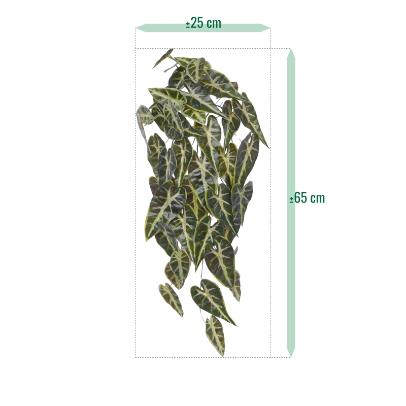 Alocasia Appendiabiti Frydek 60cm