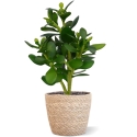 Crassula pianta grassa 30 cm