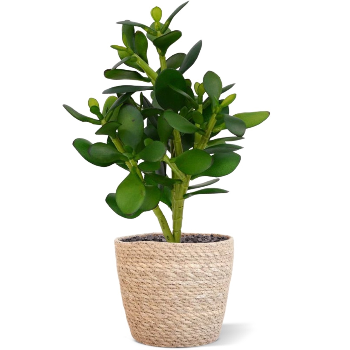 Crassula pianta grassa 30 cm