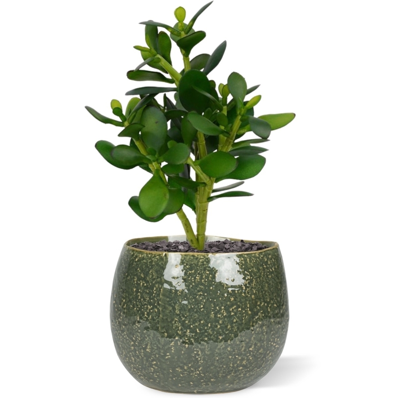 Crassula pianta grassa 30 cm