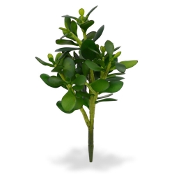 Crassula pianta grassa 30 cm