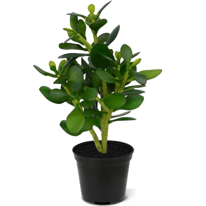 Crassula pianta grassa 30 cm