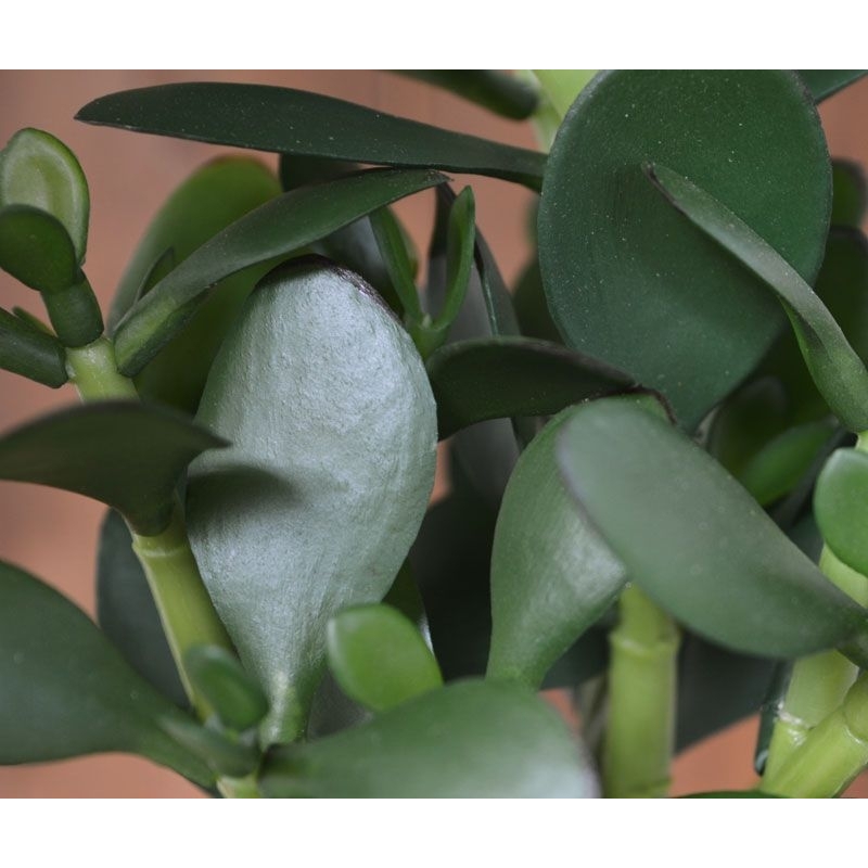 Crassula pianta grassa 30 cm