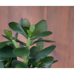 Crassula pianta grassa 30 cm