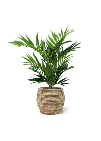 Bouquet di palme da salotto 50 cm