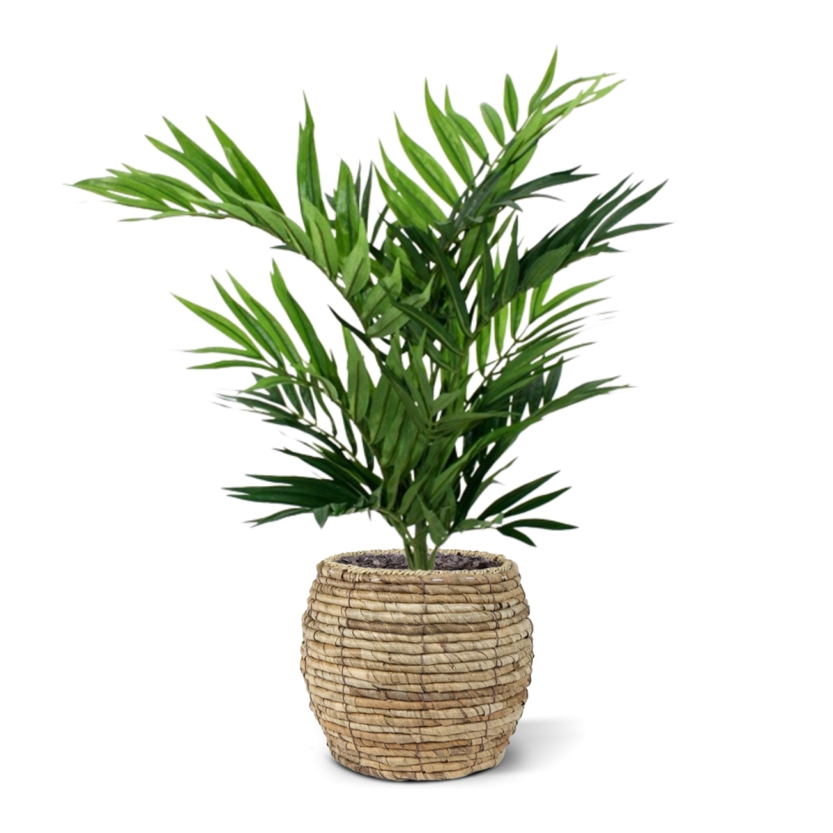 Bouquet di palme da salotto 50 cm