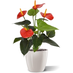 Pianta artificiale di Anthurium 40 cm - rosso