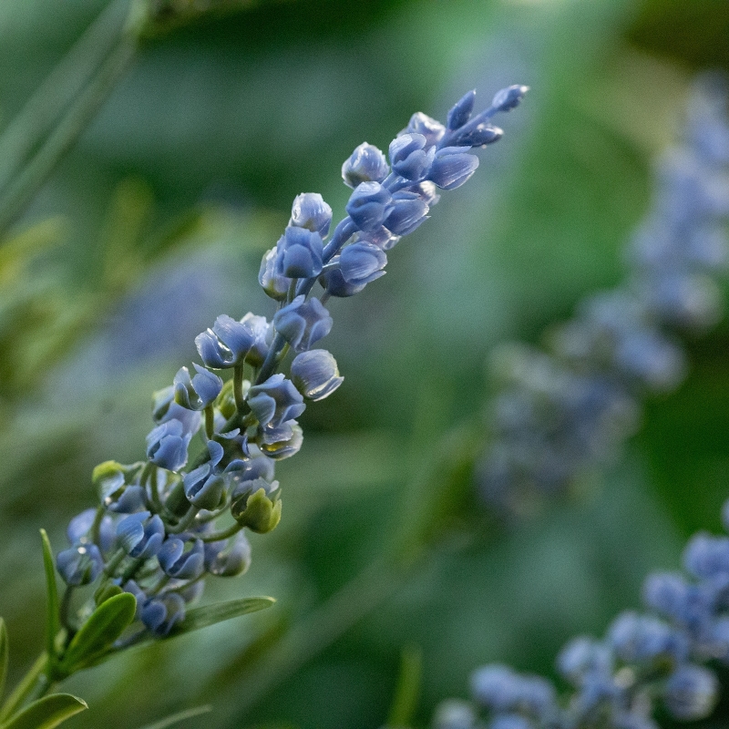 Artificiale Lavanda Sfera su fusto 120cm UV Blu