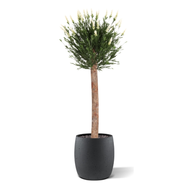 Artificiale Lavanda Sfera su fusto 120cm UV Bianco