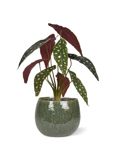 Begonia Maculata pianta artificiale 35 cm