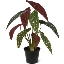 Begonia Maculata pianta artificiale 35 cm