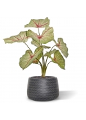 Bouquet artificiale di Caladium white queen 40cm