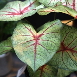 Bouquet artificiale di Caladium white queen 40cm