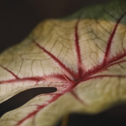 Pianta artificiale Caladium white queen 45cm