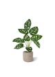 Monstera Adonsonii pianta artificiale 40 cm in vaso