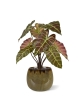 Pianta artificiale Alocasia 40cm Borgogna