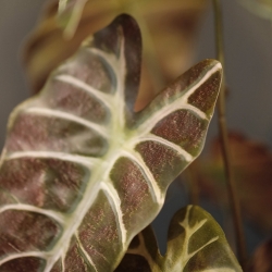 Pianta artificiale Alocasia 40cm Borgogna