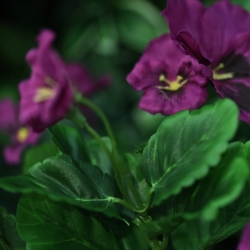 Viola del pensiero artificiale viola 25 cm