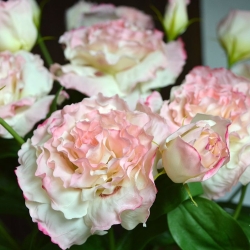 Fiore a stelo artificiale Lisianthus 80 rosa