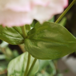 Fiore a stelo artificiale Lisianthus 80 rosa