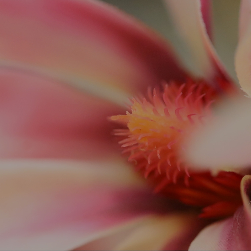Magnolia ramo artificiale Rosa 100 cm