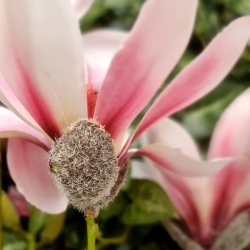 Magnolia ramo artificiale Rosa 100 cm