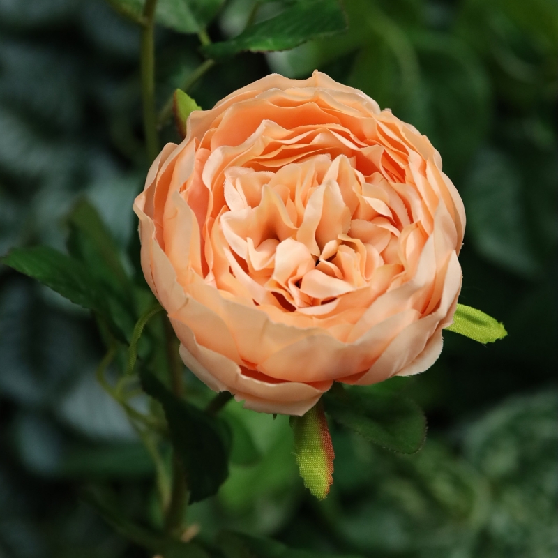 Rosa Inglese Artificiale 69cm Pesca