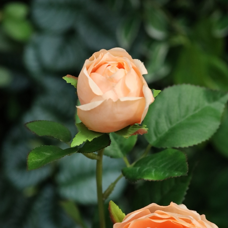 Rosa Inglese Artificiale 69cm Pesca