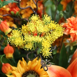 Bouquet d'arte Maxima Buenos Aires 105cm