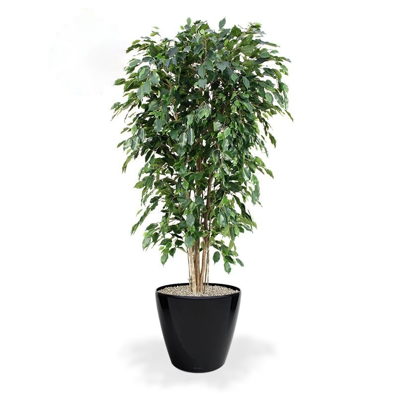 Pianta artificiale Ficus Exotica deluxe 180 cm - verde - FR - ignifuga