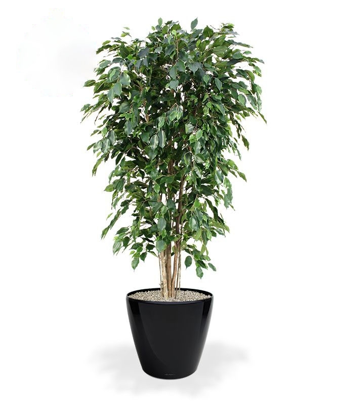 Pianta artificiale Ficus Exotica deluxe 180 cm - verde - FR - ignifuga
