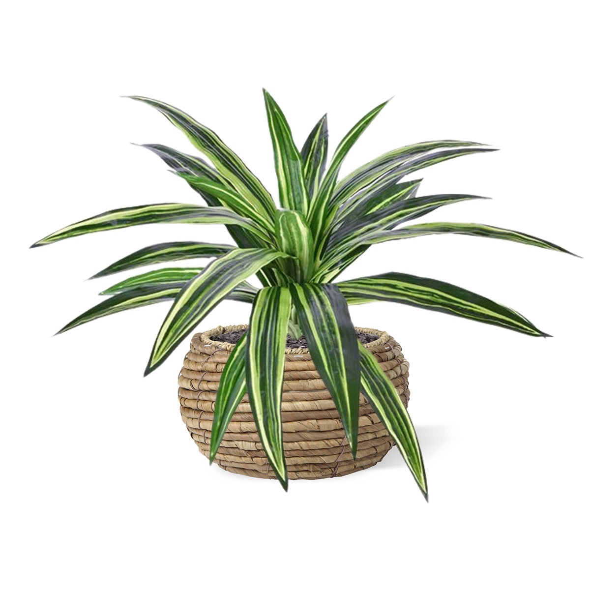 Bouquet artificiale Draceana Massangeana 40 cm verde