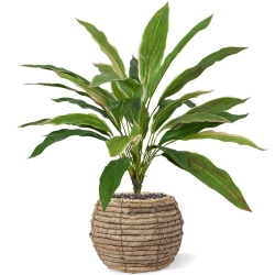 Bouquet artificiale Draceana 40 cm NT