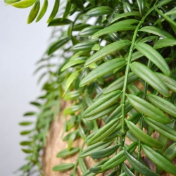 Columnea artificiale a strascico 65 cm