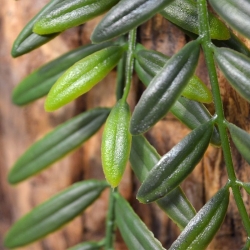 Columnea artificiale a strascico 65 cm