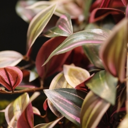 Tradescantia Pianta artificiale ricadente verde/rosso 100cm