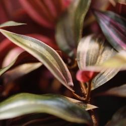 Tradescantia Pianta artificiale ricadente verde/rosso 100cm