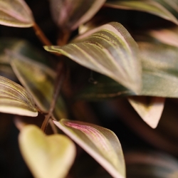 Tradescantia Pianta artificiale ricadente verde/rosso 100cm