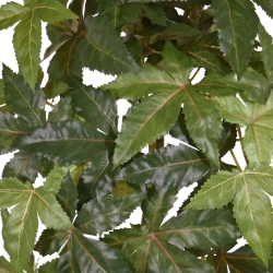 Acero artificiale sospeso 50cm verde