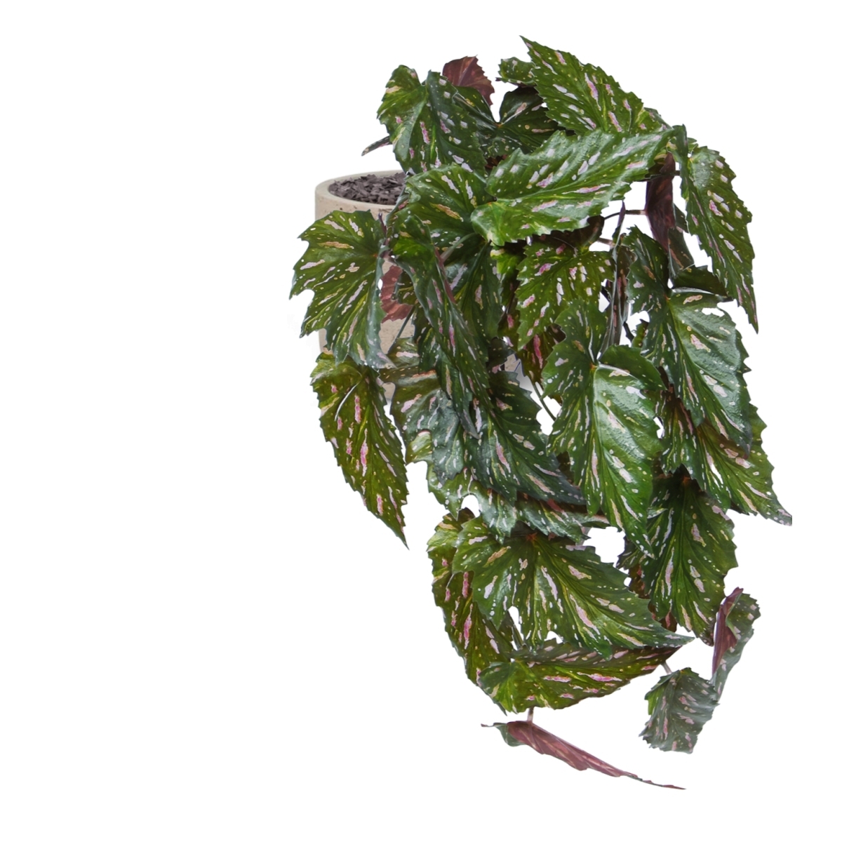 Begonia Rex pianta artificiale verde rossa 40 cm