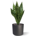 Bouquet di Sanseveria 40cm verde