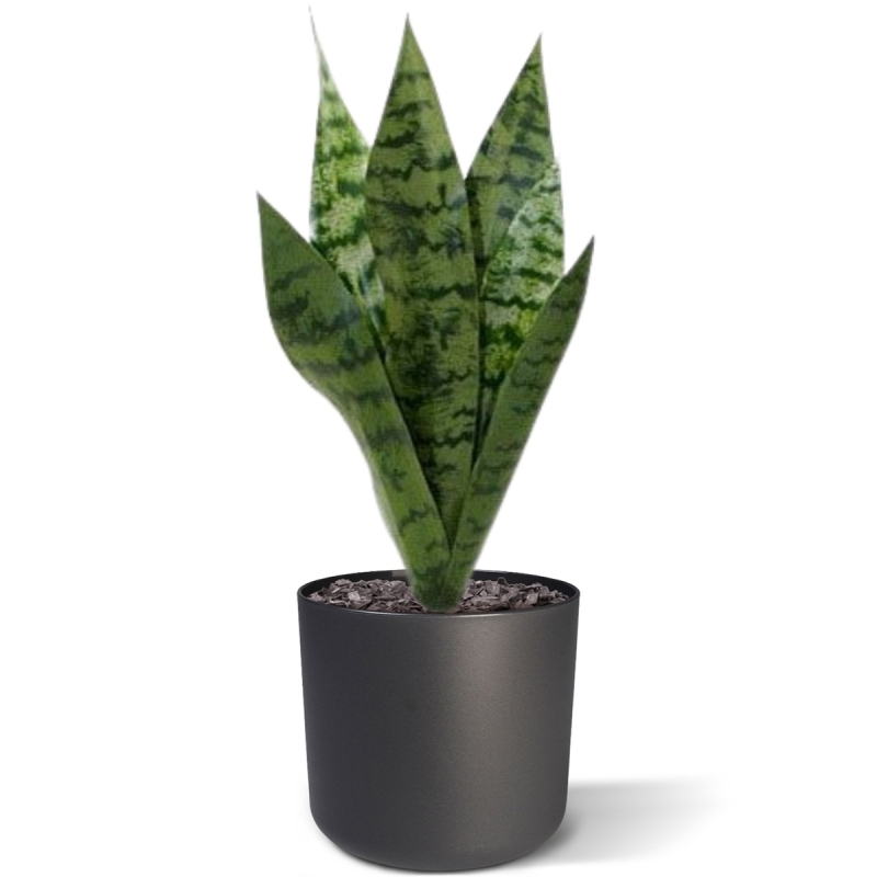 Bouquet di Sanseveria 40cm verde