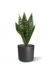 Bouquet di Sanseveria 40cm verde