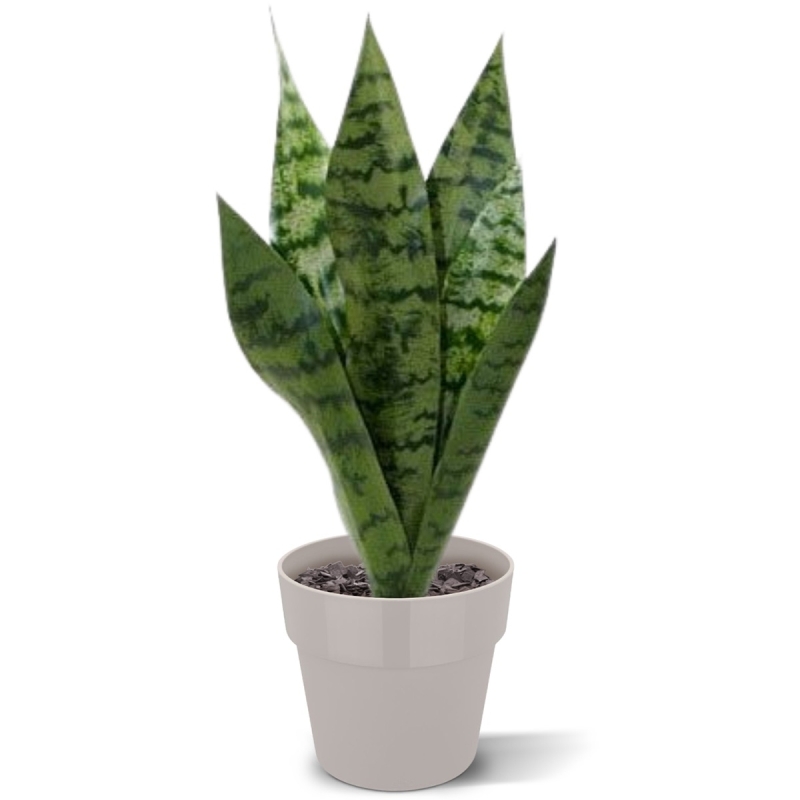 Bouquet di Sanseveria 40cm verde