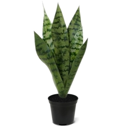 Bouquet di Sanseveria 40cm verde