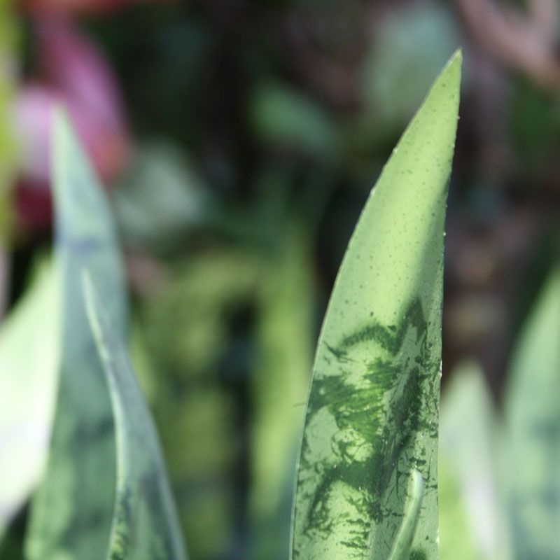 Bouquet di Sanseveria 40cm verde