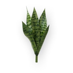Bouquet di Sanseveria 40cm verde